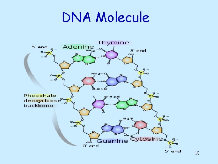 DNA Molecule 10 