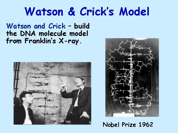 Watson & Crick’s Model Watson and Crick – build the DNA molecule model from