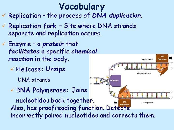 Vocabulary ü Replication – the process of DNA duplication ü Replication fork – Site