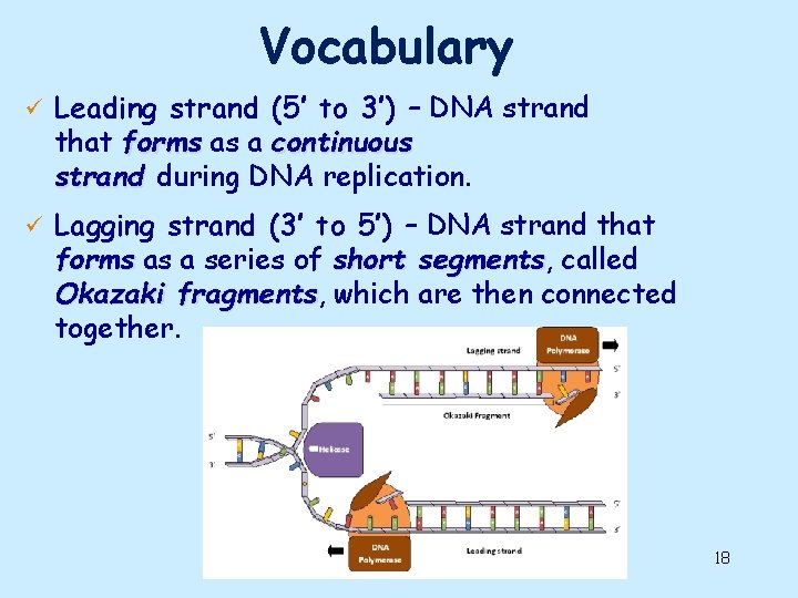 Vocabulary ü Leading strand (5’ to 3’) – DNA strand that forms as a