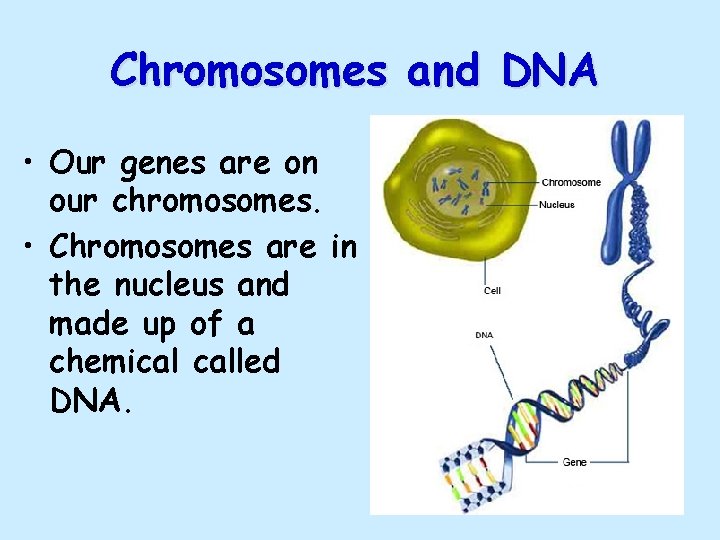 Chromosomes and DNA • Our genes are on our chromosomes. • Chromosomes are in