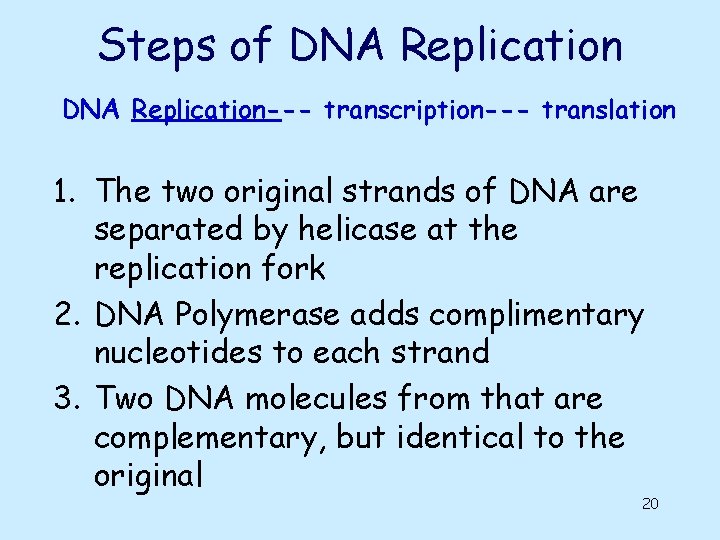 Steps of DNA Replication--- transcription--- translation 1. The two original strands of DNA are