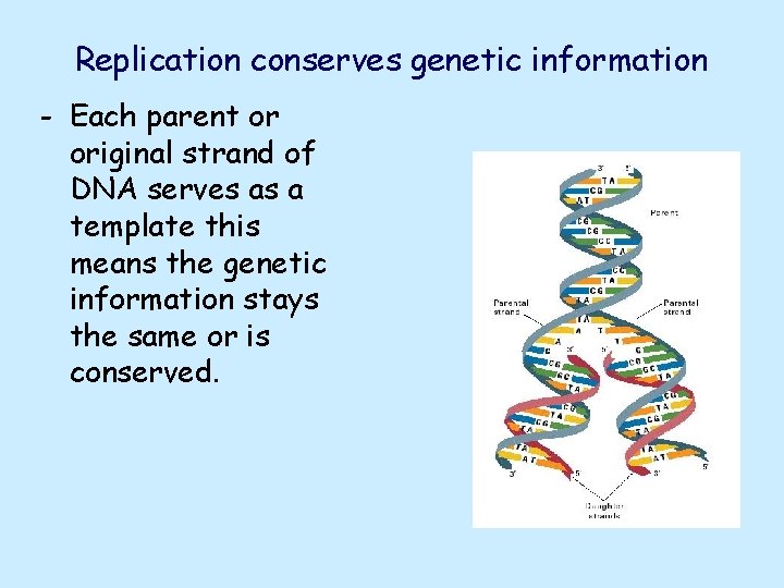 Replication conserves genetic information - Each parent or original strand of DNA serves as