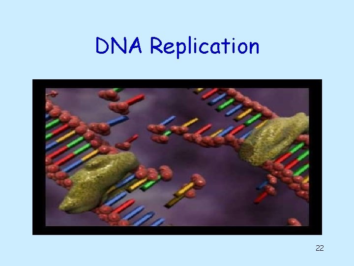 DNA Replication 22 