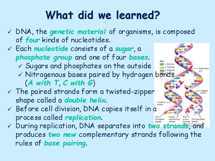 What did we learned? ü ü ü DNA, the genetic material of organisms, is