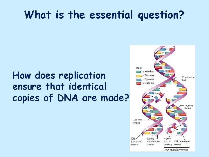 What is the essential question? How does replication ensure that identical copies of DNA