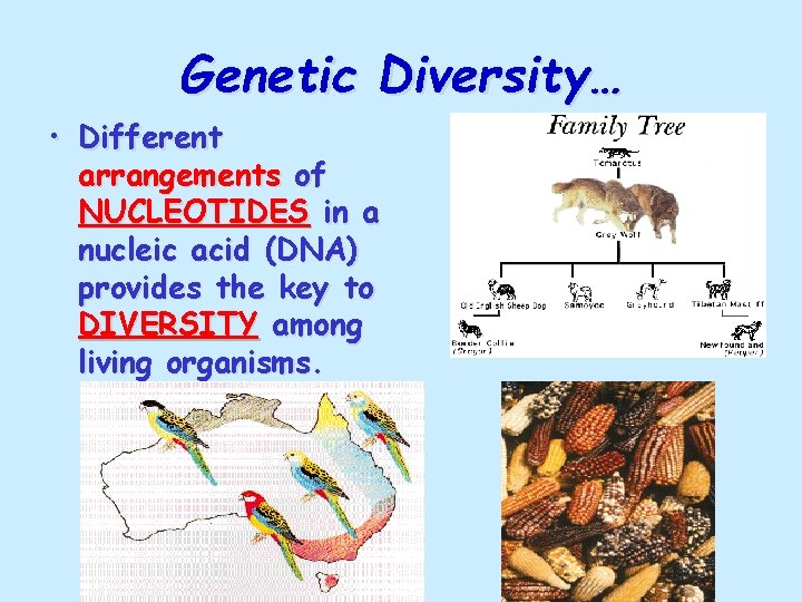 Genetic Diversity… • Different arrangements of NUCLEOTIDES in a nucleic acid (DNA) provides the