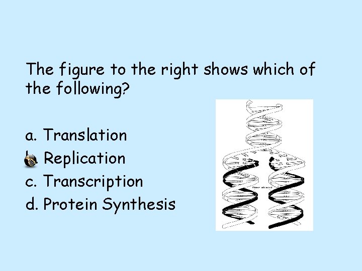 The figure to the right shows which of the following? a. Translation b. Replication