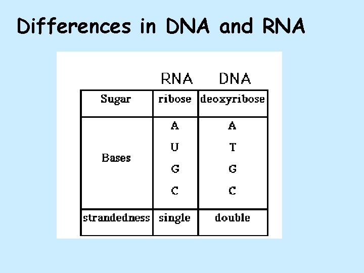 Differences in DNA and RNA 