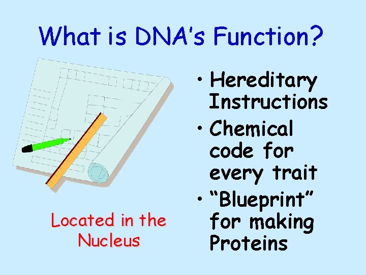 What is DNA’s Function? Located in the Nucleus • Hereditary Instructions • Chemical code