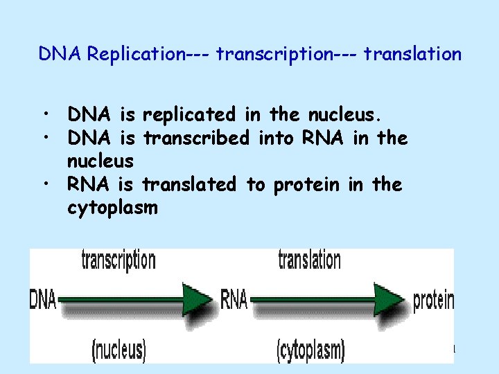 DNA Replication--- transcription--- translation • DNA is replicated in the nucleus. • DNA is