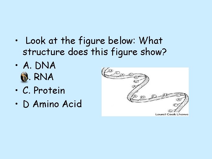  • Look at the figure below: What structure does this figure show? •