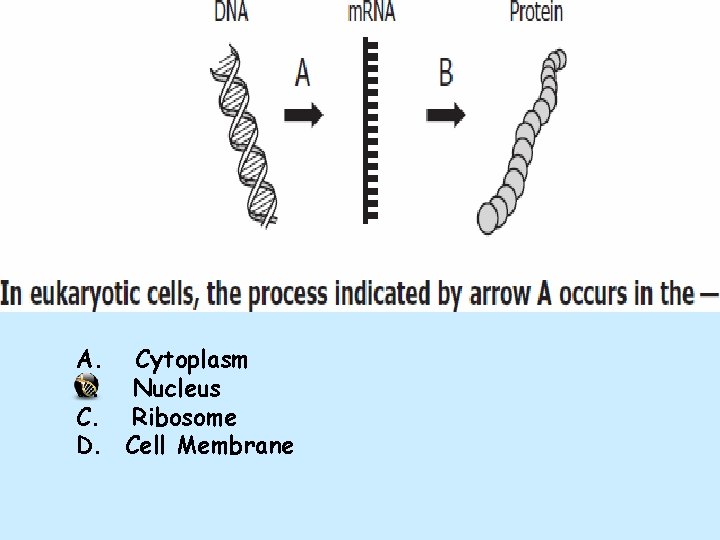 A. Cytoplasm B. Nucleus C. Ribosome D. Cell Membrane 