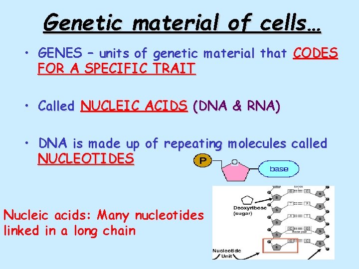 Genetic material of cells… • GENES – units of genetic material that CODES FOR