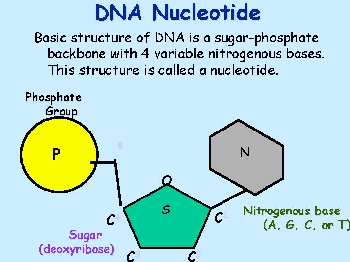 DNA Nucleotide Basic structure of DNA is a sugar-phosphate backbone with 4 variable nitrogenous