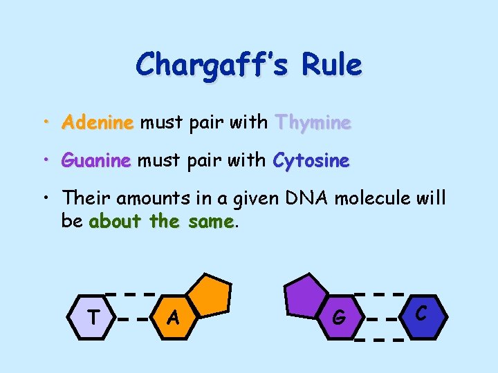 Chargaff’s Rule • Adenine must pair with Thymine • Guanine must pair with Cytosine