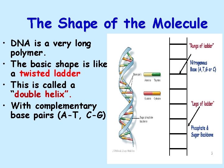 The Shape of the Molecule • DNA is a very long polymer. • The