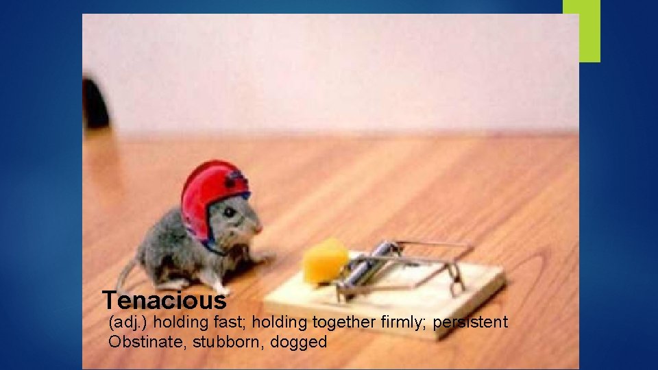 Tenacious (adj. ) holding fast; holding together firmly; persistent Obstinate, stubborn, dogged 