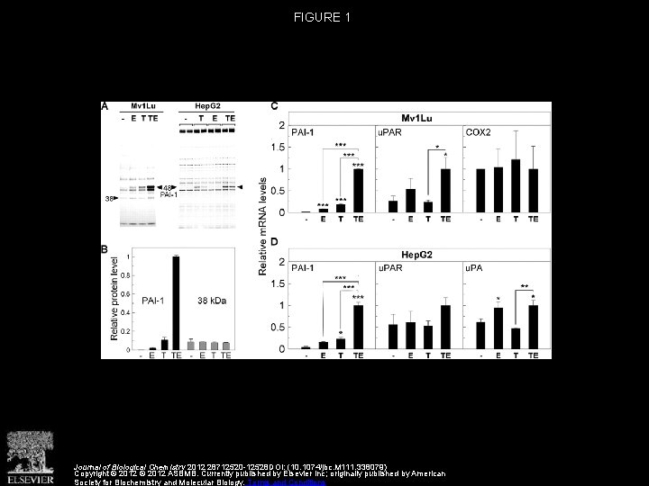 FIGURE 1 Journal of Biological Chemistry 2012 28712520 -12528 DOI: (10. 1074/jbc. M 111.