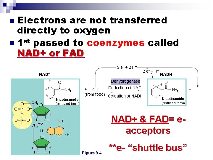 Electrons are not transferred directly to oxygen n 1 st passed to coenzymes called