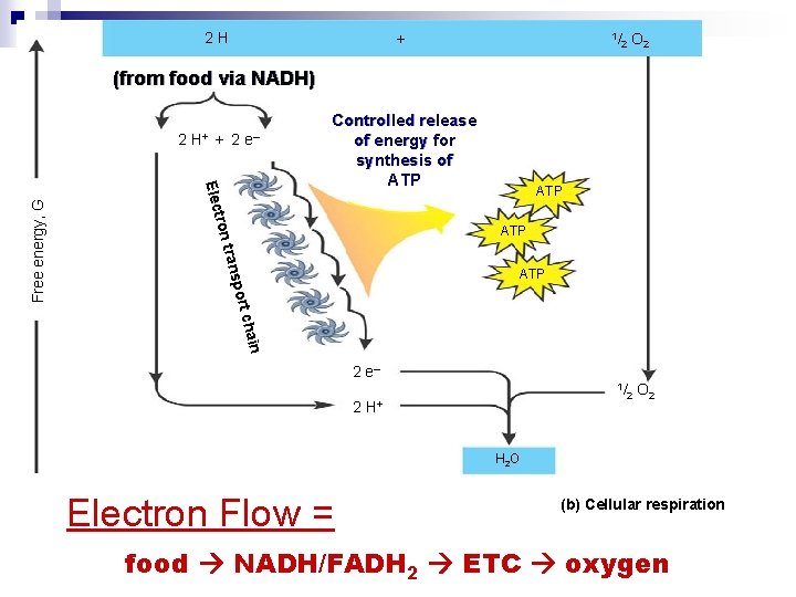 2 H + 1/ 2 O 2 (from food via NADH) + 2 e–