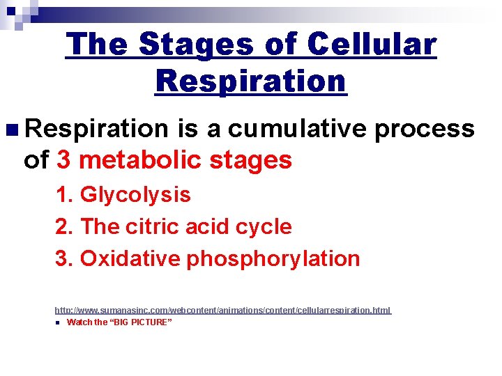 The Stages of Cellular Respiration n Respiration is a cumulative process of 3 metabolic