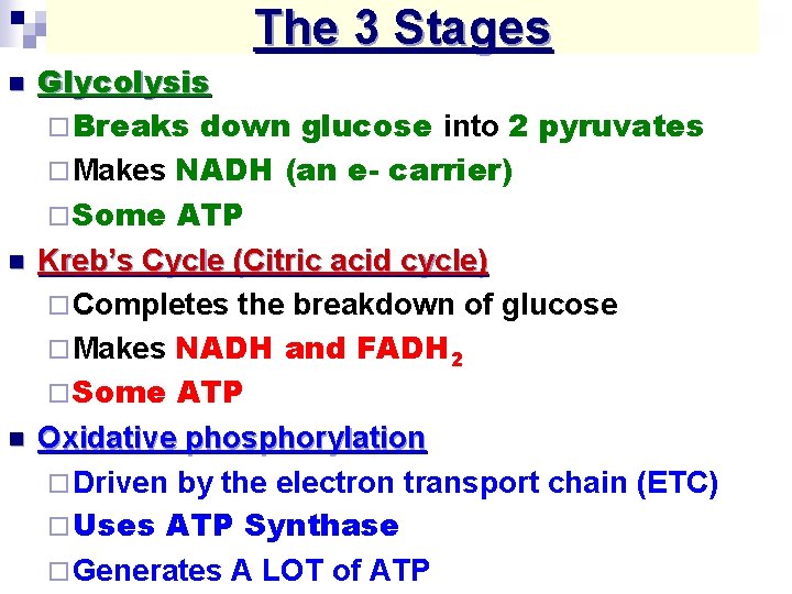 The 3 Stages n n n Glycolysis ¨ Breaks down glucose into 2 pyruvates
