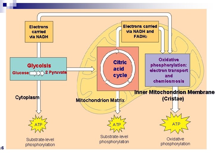 9. 6 Electrons carried via NADH and FADH 2 Electrons carried via NADH n