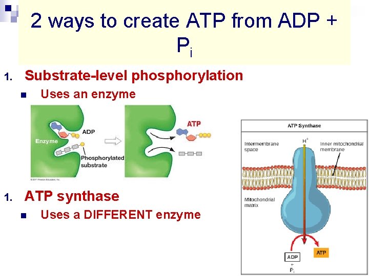 2 ways to create ATP from ADP + Pi 1. Substrate-level phosphorylation n 1.