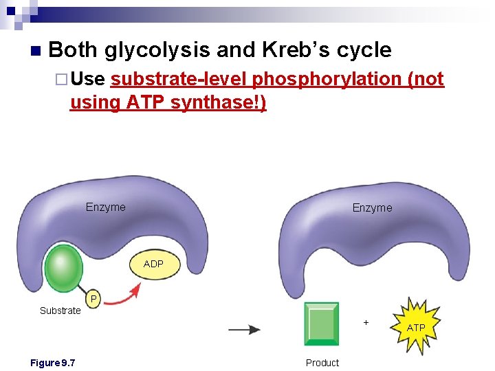 n Both glycolysis and Kreb’s cycle ¨ Use substrate-level phosphorylation (not using ATP synthase!)