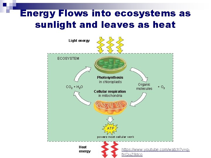 Energy Flows into ecosystems as sunlight and leaves as heat Light energy ECOSYSTEM Photosynthesis
