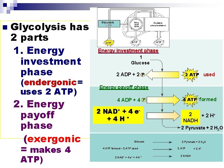 n Glycolysis has 2 parts 1. Energy investment phase (endergonic= uses 2 ATP) 2.