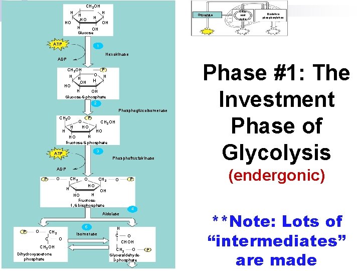 CH 2 OH H HO H H OH HO Glycolysis OH Citric acid cycle