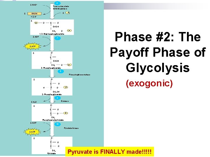 6 2 NAD+ 2 Triose phosphate dehydrogenase 2 Pi CH 2 O 1, 3