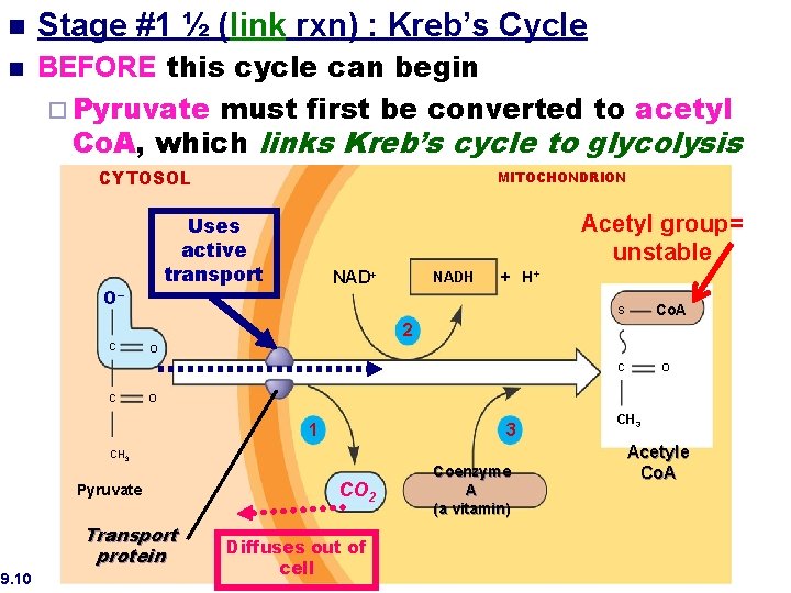 n n Stage #1 ½ (link rxn) : Kreb’s Cycle BEFORE this cycle can