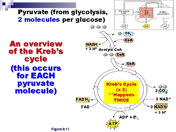 Pyruvate (from glycolysis, 2 molecules per glucose) Glycolysis Citric acid cycle ATP Oxidative phosphorylation