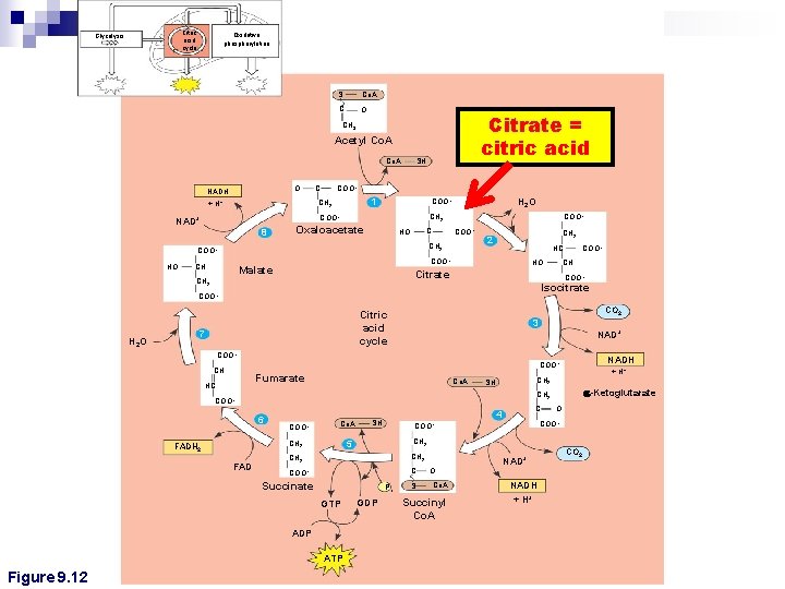 Citric acid cycle Glycolysis Oxidative phosphorylation S Co. A C O Citrate = citric