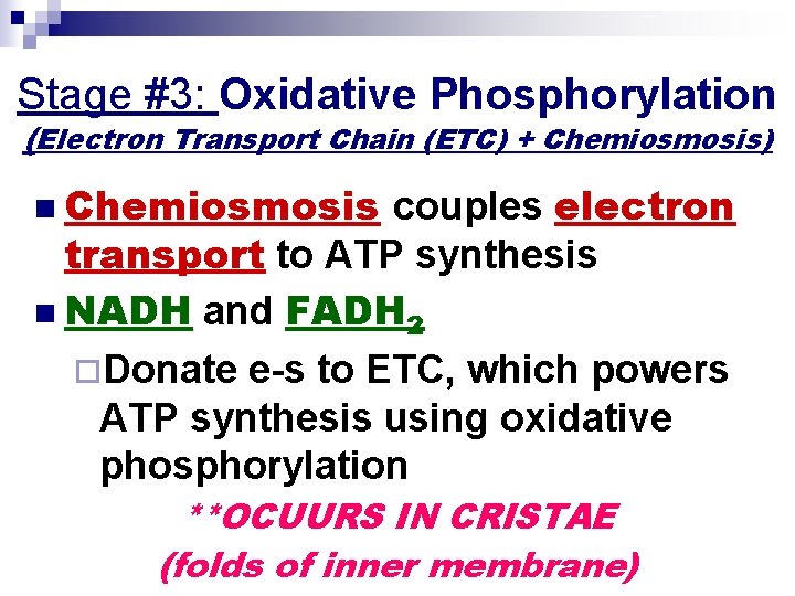 Stage #3: Oxidative Phosphorylation (Electron Transport Chain (ETC) + Chemiosmosis) n Chemiosmosis couples electron