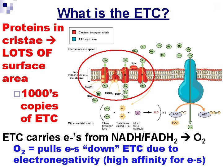 What is the ETC? Proteins in cristae LOTS OF surface area ¨ 1000’s copies