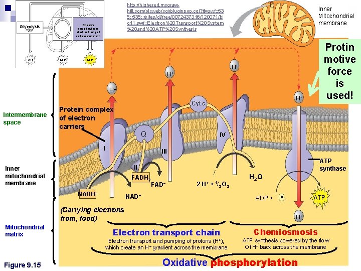 http: //highered. mcgrawhill. com/olcweb/cgi/pluginpop. cgi? it=swf: : 53 5: : 535: : /sites/dl/free/0072437316/120071/bi o