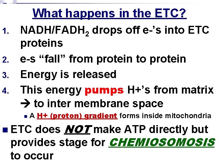What happens in the ETC? 1. 2. 3. 4. NADH/FADH 2 drops off e-’s