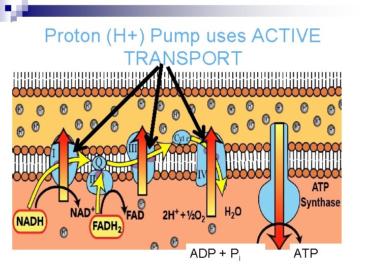 Proton (H+) Pump uses ACTIVE TRANSPORT ADP + Pi ATP 
