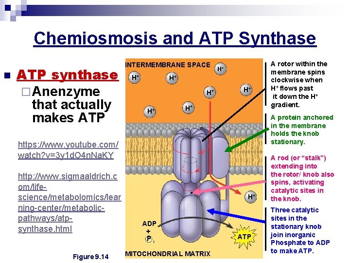 Chemiosmosis and ATP Synthase n ATP synthase ¨ Anenzyme that actually makes ATP INTERMEMBRANE