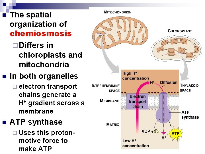 n n The spatial organization of chemiosmosis ¨ Differs in chloroplasts and mitochondria In