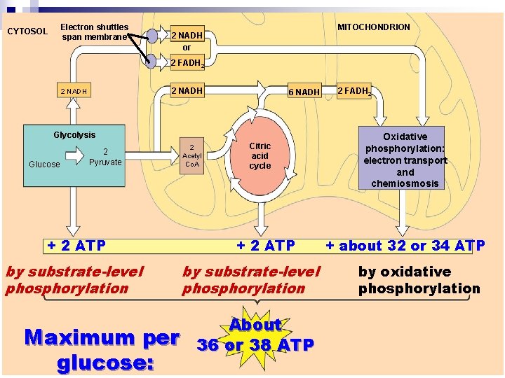 Electron shuttles span membrane CYTOSOL MITOCHONDRION 2 NADH or 2 FADH 2 2 NADH