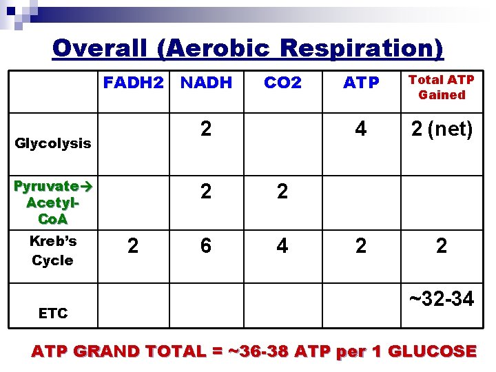 Overall (Aerobic Respiration) FADH 2 NADH 2 Glycolysis Pyruvate Acetyl. Co. A Kreb’s Cycle