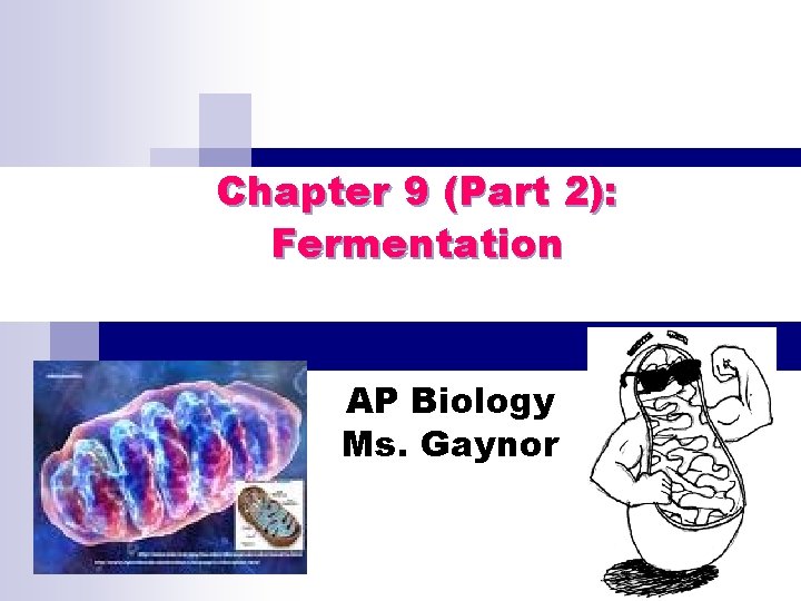 Chapter 9 (Part 2): Fermentation AP Biology Ms. Gaynor 