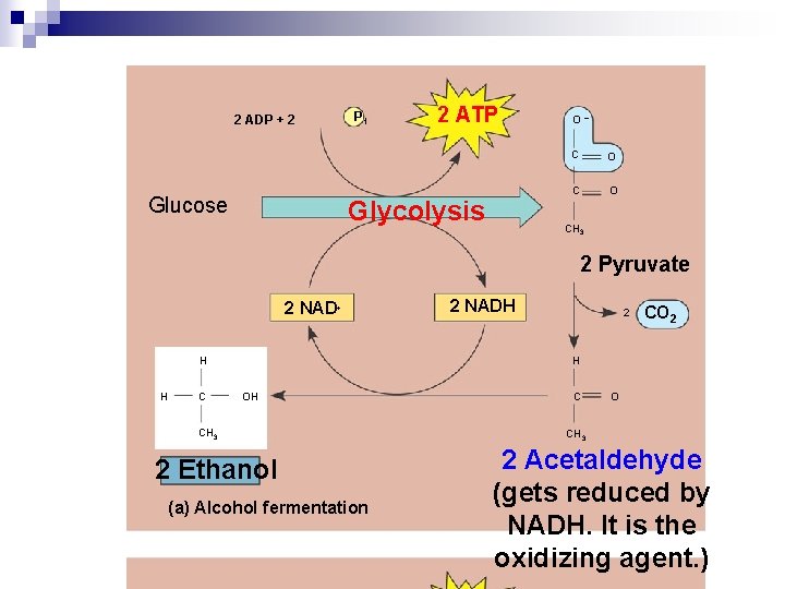 2 ADP + 2 Glucose P 1 2 ATP Glycolysis O– C O CH