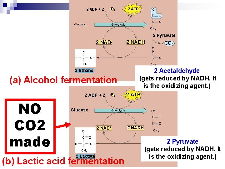 2 ADP + 2 Glucose P 1 2 ATP O– Glycolysis C O CH