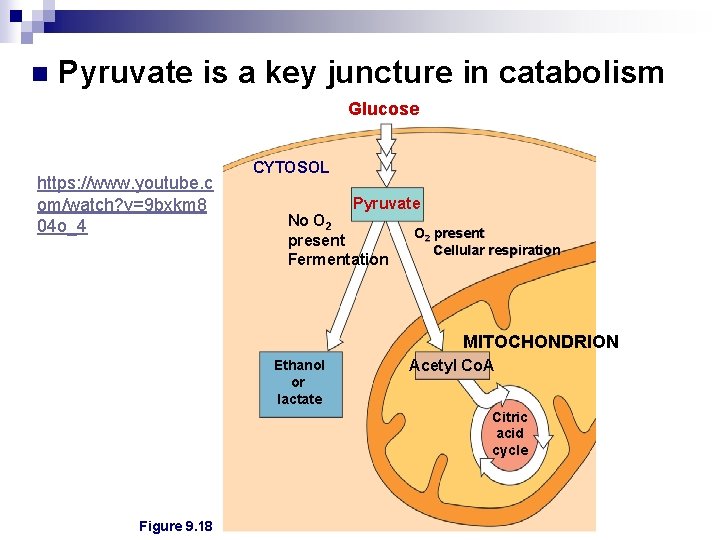 n Pyruvate is a key juncture in catabolism Glucose https: //www. youtube. c om/watch?